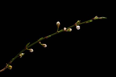 çiçek açan erik ağacı