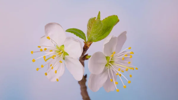 Cerisier en fleurs — Photo