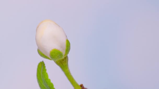 Zeitraffer blühende Blüten der Kirschpflaume — Stockvideo