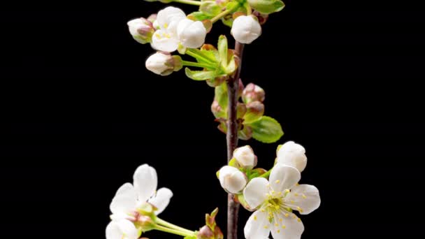 Tiempo 4K Caducidad de flores de cerezo en flor — Vídeos de Stock