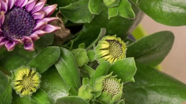 Time Lapse bloei Osteosperma bloemen — Stockvideo