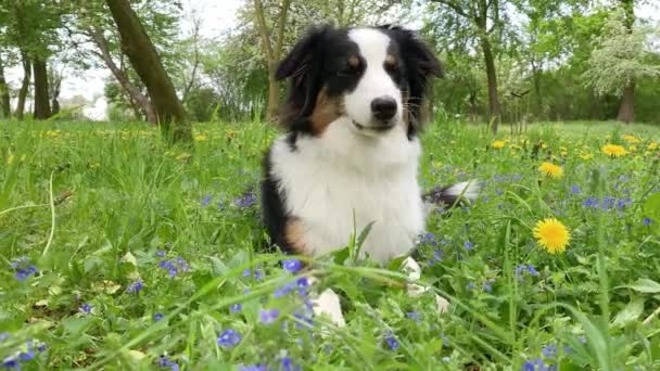 Anjing di rumput hijau — Stok Video