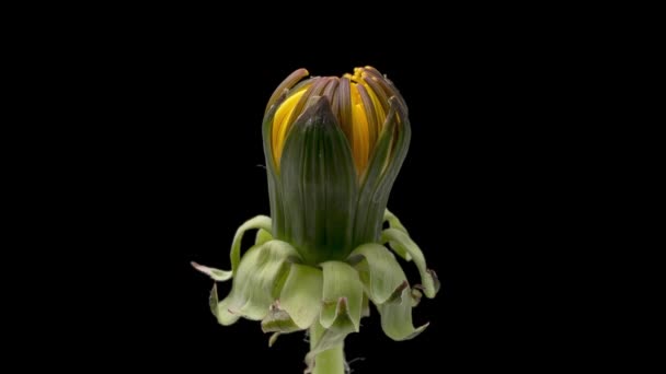 Time Lapse de diente de león de la flor en negro — Vídeo de stock