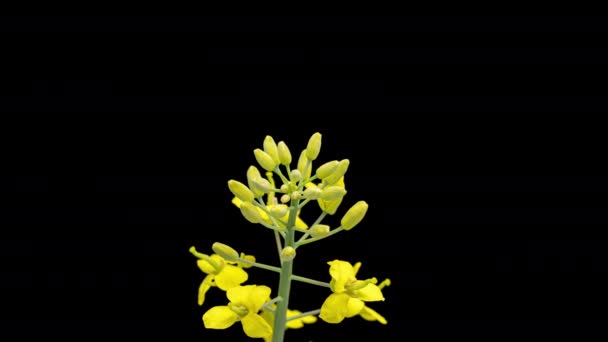4K Time Lapse de flores de colza em preto — Vídeo de Stock