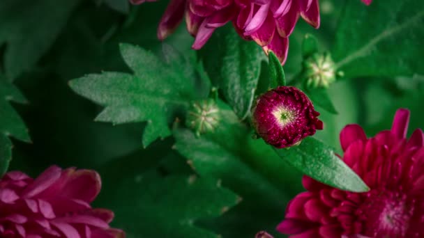 Chrysant bloemen time-lapse — Stockvideo