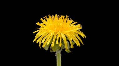 siyah Karahindiba çiçeği