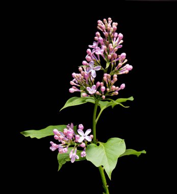 Leylak dalı çiçek açıyor.