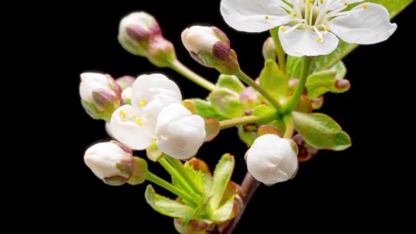 Tidsförskjutning av blommande körsbär blommor — Stockvideo