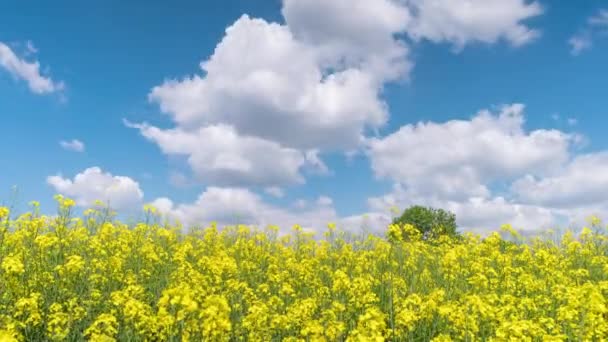 4K Time Lapse of rapeseed field — Stock Video
