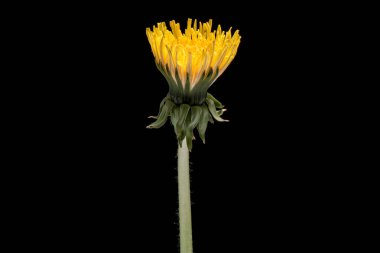 siyah Karahindiba çiçeği