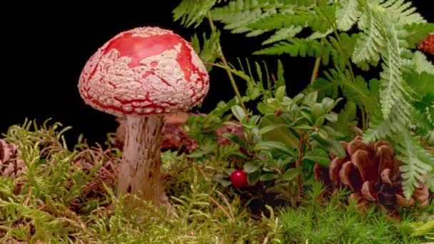 4K Time Lapse of Fly Agaric mushroom — Stock Video