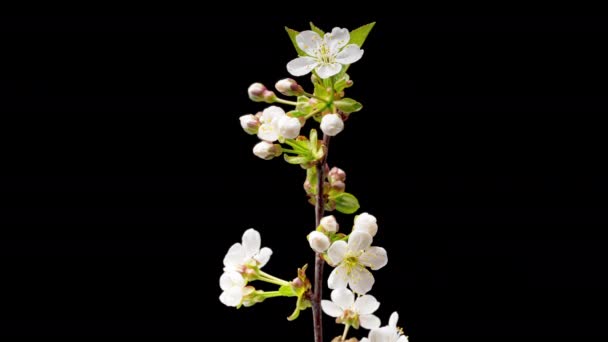 Tiempo 4K Caducidad de flores de cerezo en flor — Vídeo de stock