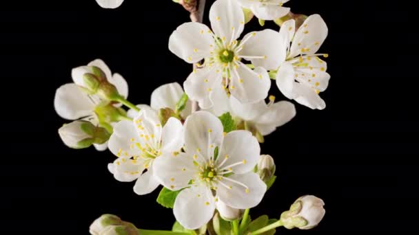 Tiempo 4K Caducidad de flores de cerezo en flor — Vídeos de Stock