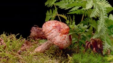 Fly Agaric mantarının 4K Zaman Süreleri