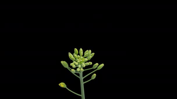 4K Time Lapse of Rapeseed flowers on black — Stock Video