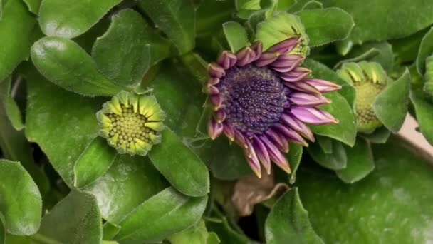 Hızla açan Osteospermum çiçekleri — Stok video