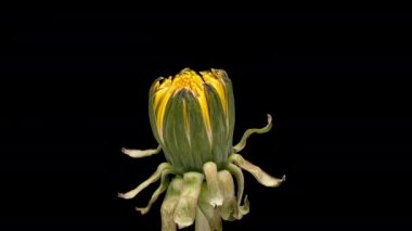 4K Siyah üzerine çiçek karahindibası