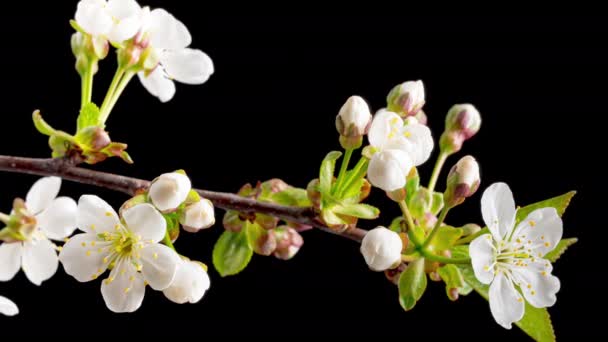 Tiempo 4K Caducidad de flores de cerezo en flor — Vídeos de Stock