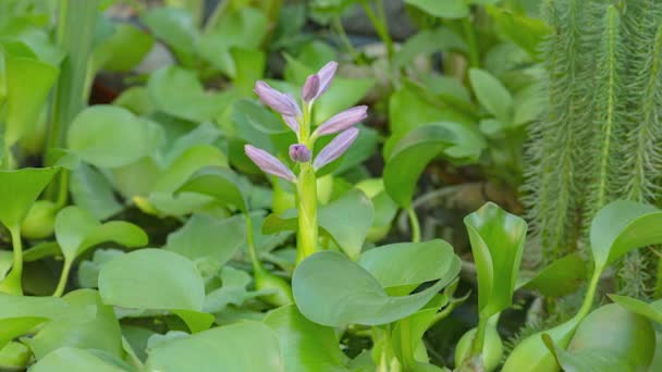 4K Time Lapse Water Hyacinth — Stock Video