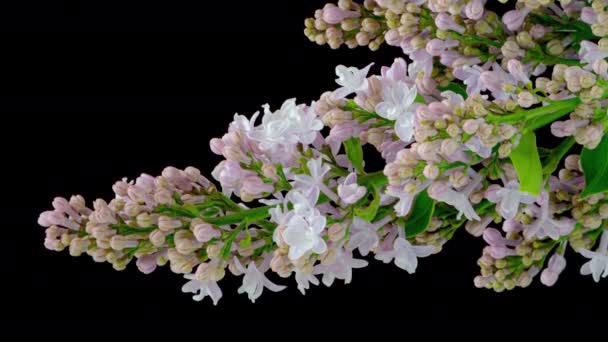4K Time Lapse of Lilac blooming — Stock video