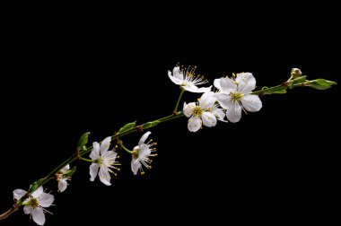 çiçek açan erik ağacı