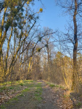 Bahar ormanı boyunca yol