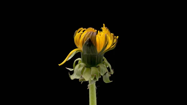 Pitypang virág, fekete — Stock Fotó