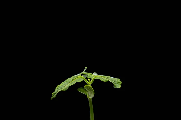 Bean seedling isolated on black — Stock Photo, Image