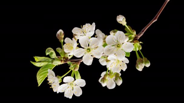 Tiempo 4K Caducidad de flores de cerezo en flor — Vídeo de stock