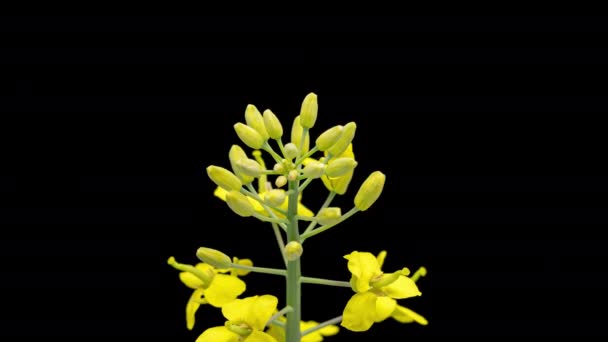 4K Time Lapse of Rapeseed flowers on black — Stock video