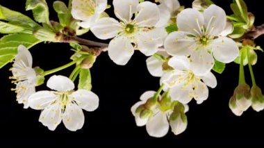 Çiçek açan kiraz çiçeklerinin 4K Zaman Süreleri