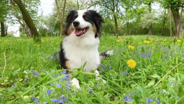 Собака в зеленой траве — стоковое видео