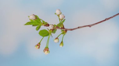Çiçek açan kiraz çiçeklerinin 4K Zaman Süreleri