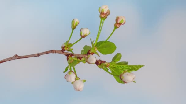 Idő múlása virágzó cseresznyevirág — Stock videók