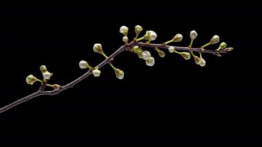 4K Zaman aşımlı kiraz çiçekli erik