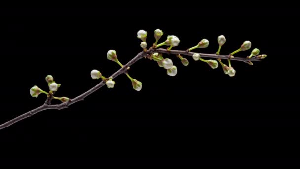 4K Zeitraffer blühende Blüten der Kirschpflaume — Stockvideo