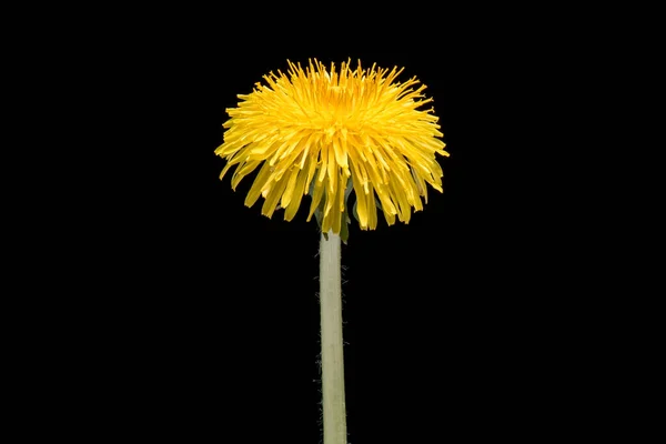 Maskros blomma på svart — Stockfoto