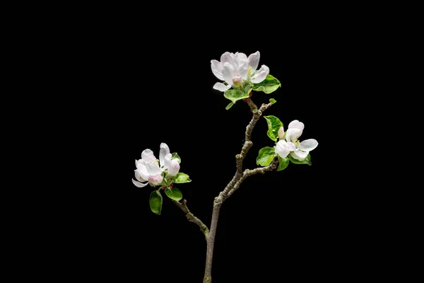 Kvetoucí jabloně na černém — Stock fotografie
