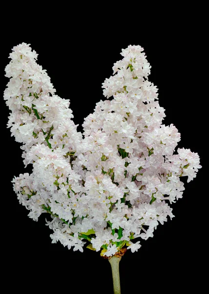 Lila blommor på svart — Stockfoto