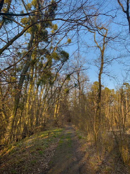 Droga przez las wiosenny — Zdjęcie stockowe