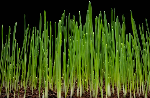 Young wheat on black — Stock Photo, Image