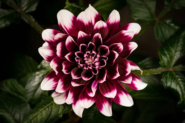 Çiçek açan Dahlia — Stok fotoğraf