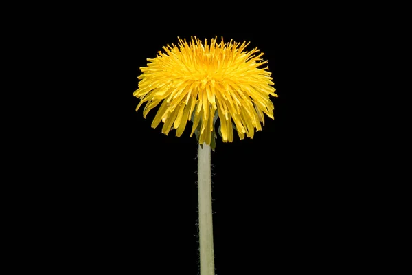 Квітка кульбаби на чорному Ліцензійні Стокові Зображення