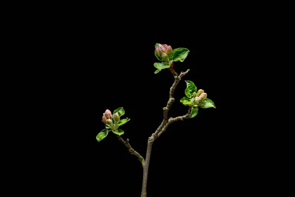 Blossoming apple tree on black Royalty Free Stock Photos