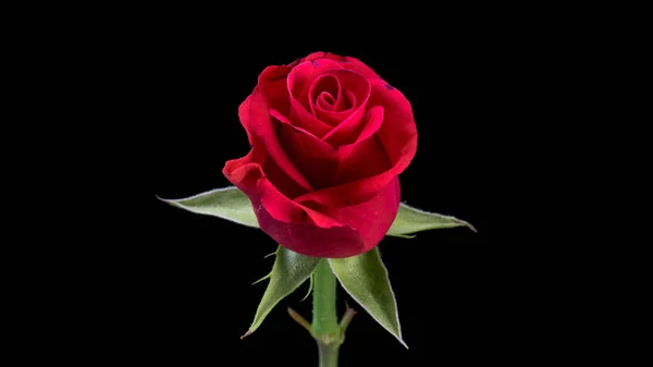Rosa rossa su nero Immagine Stock