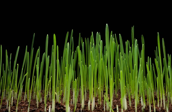Young wheat on black Stock Photo