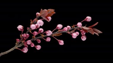4K Zaman aşımı çiçekleri kiraz ağacı