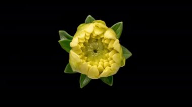 Çiçek açan sarı Dahlia 'nın 4K Zaman Süreleri