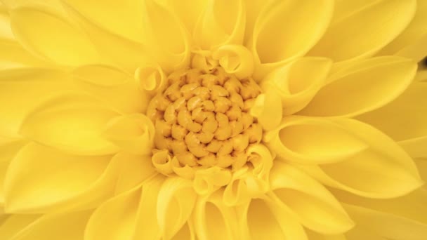 4K Lasso di tempo di fioritura giallo Dahlia — Video Stock