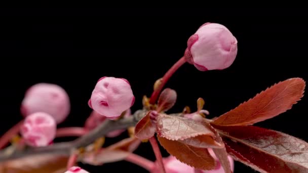 4K Time Lapse flowers cherry tree — ストック動画